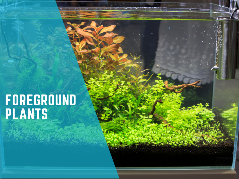 Foreground Plants