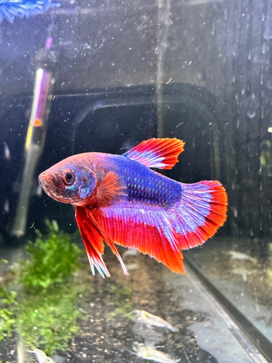 Hand selected Plakat Male Betta No.1