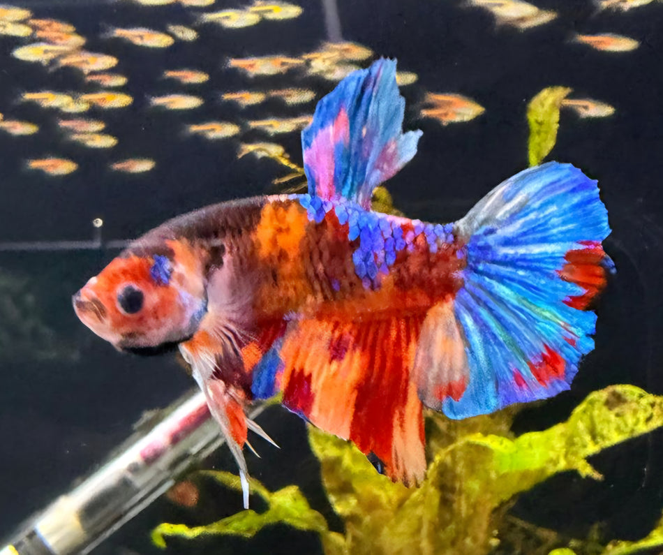 Thailand Plakat male Betta No.7
