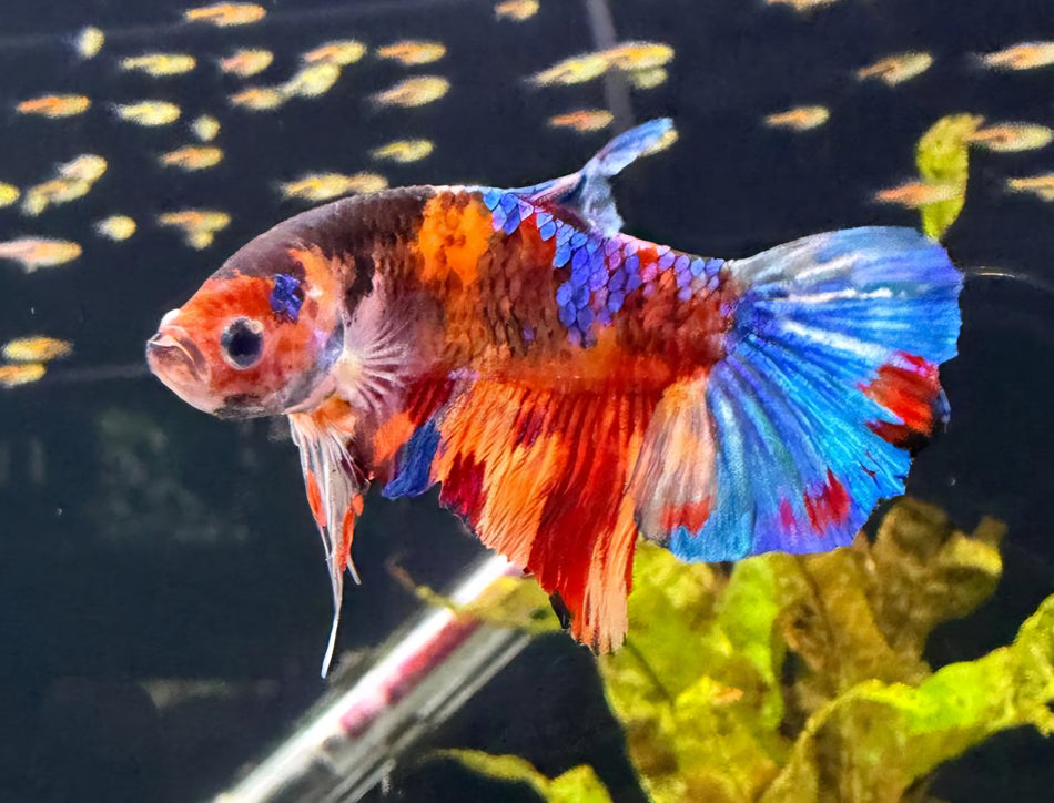 Thailand Plakat male Betta No.7