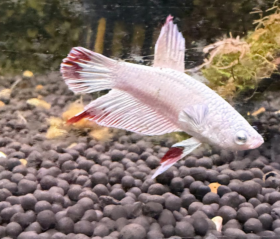 Thailand Plakat male Betta No.9