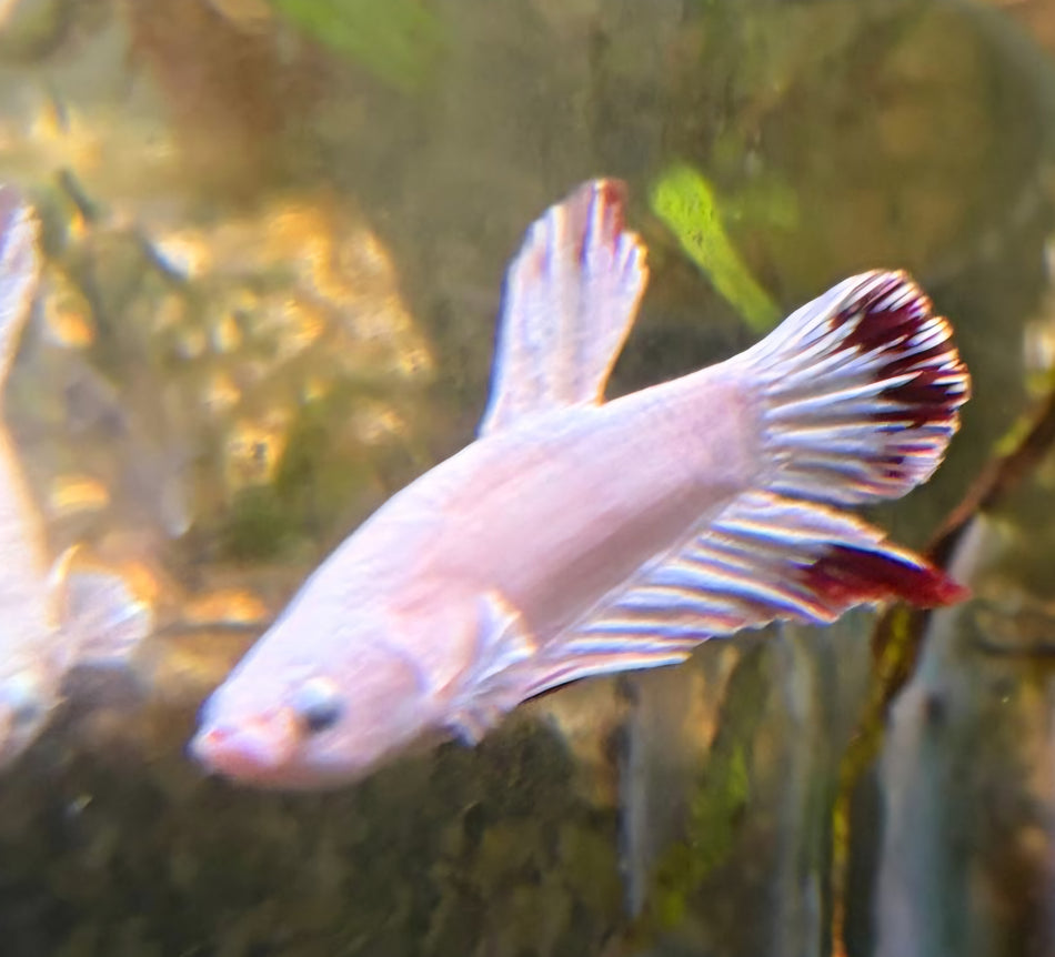 Thailand Plakat male Betta No.9