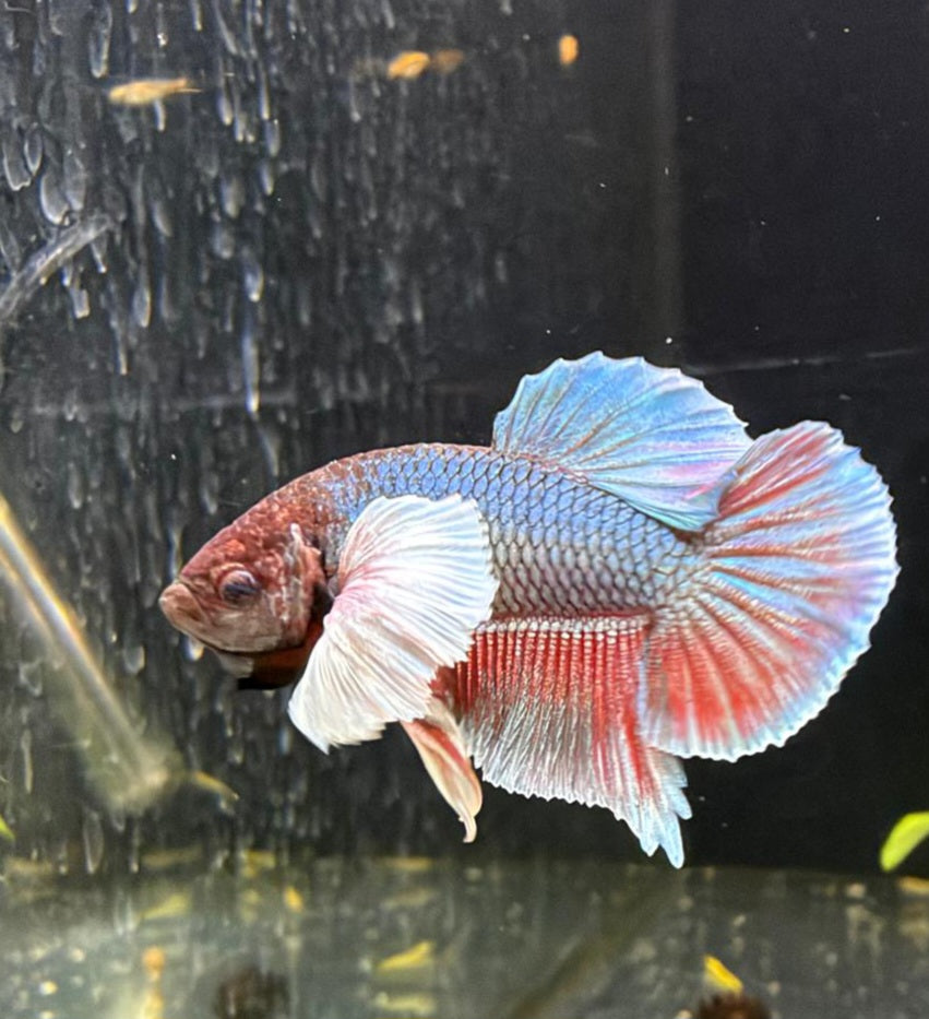 Elephant Ear Male Betta No.1