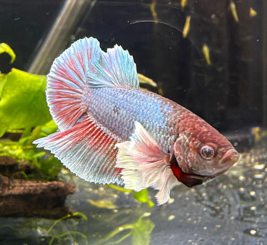 Elephant Ear Male Betta No.1