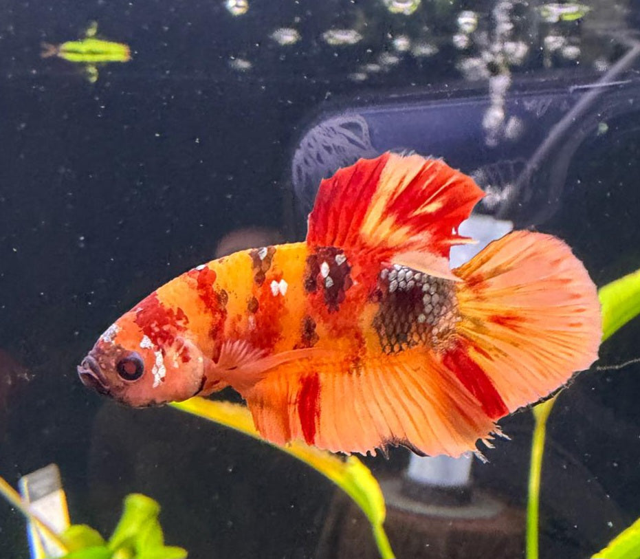 Thailand Plakat Male Betta No.6