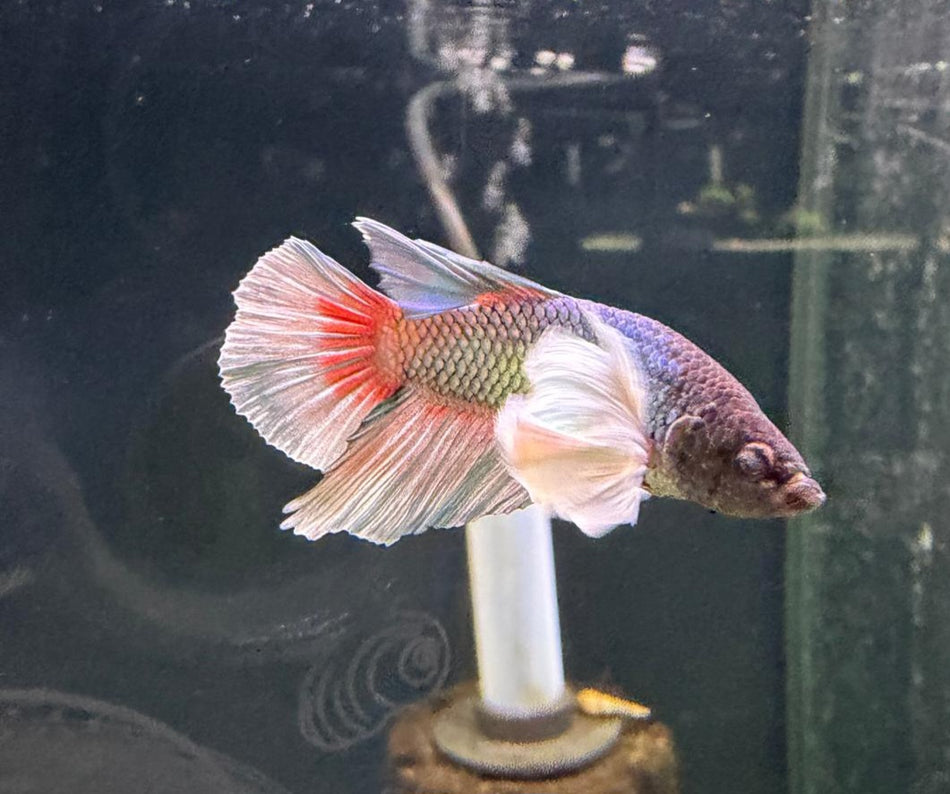 Elephant Ear Male Betta No.2