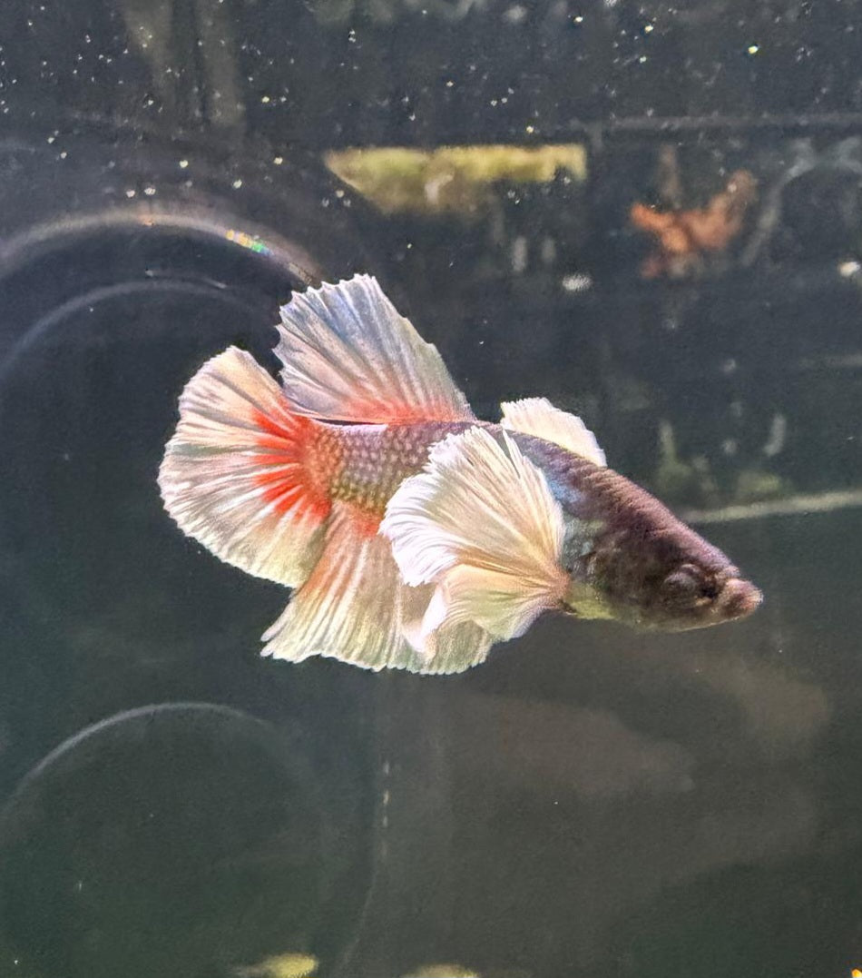 Elephant Ear Male Betta No.2