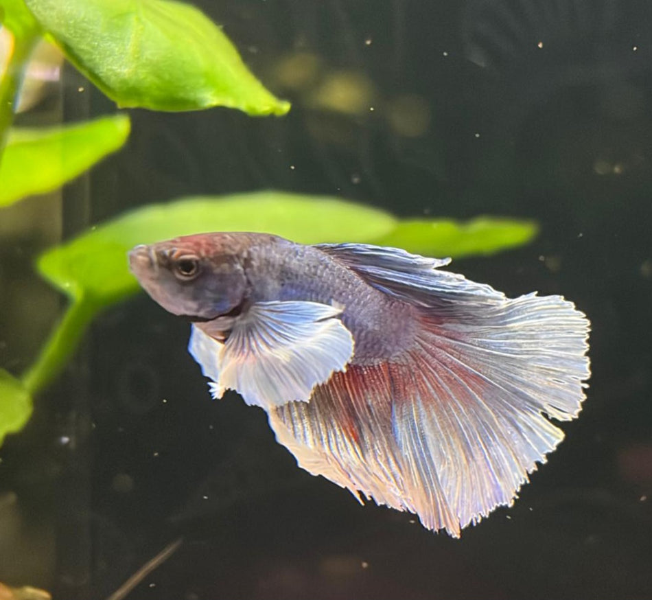 Elephant Ear Male Betta No.3