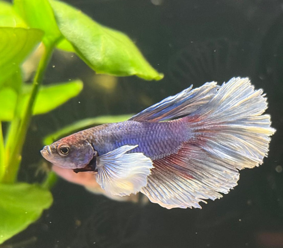 Elephant Ear Male Betta No.3