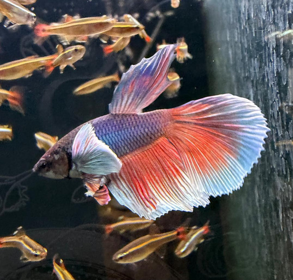 Elephant Ear Male Betta No.4