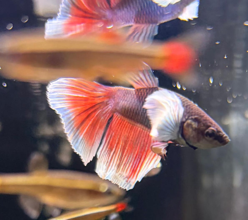 Elephant Ear Male Betta No.4