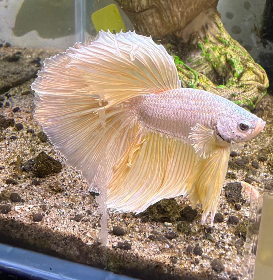 Thailand Half moon Male Betta No.19