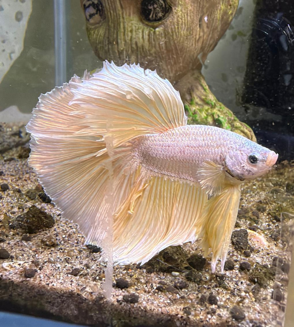 Thailand Half moon Male Betta No.19