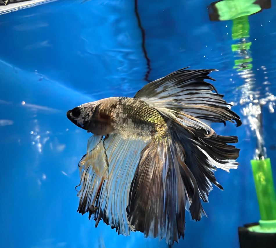Hand selected halfmoon Male Betta No.1