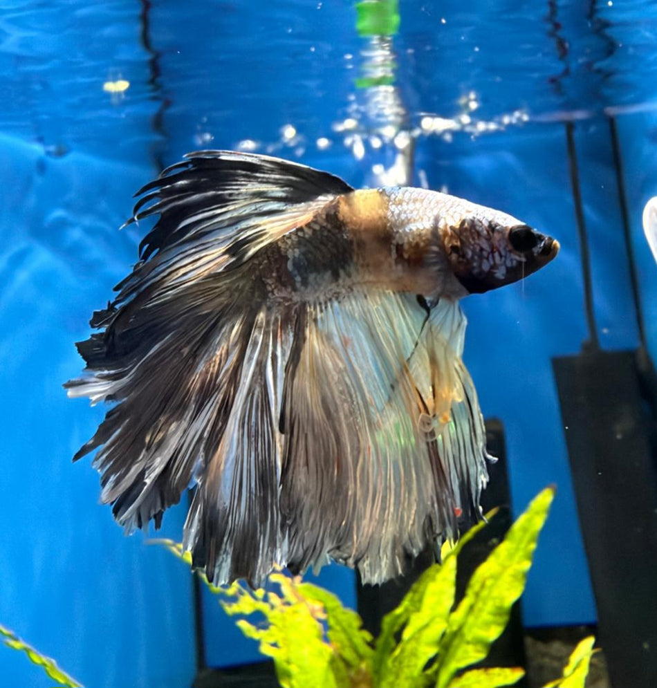 Hand selected halfmoon Male Betta No.1