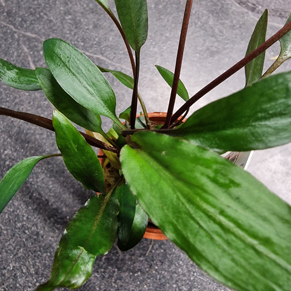 Tropica Cryptocoryne Beckettii 'Petchii'