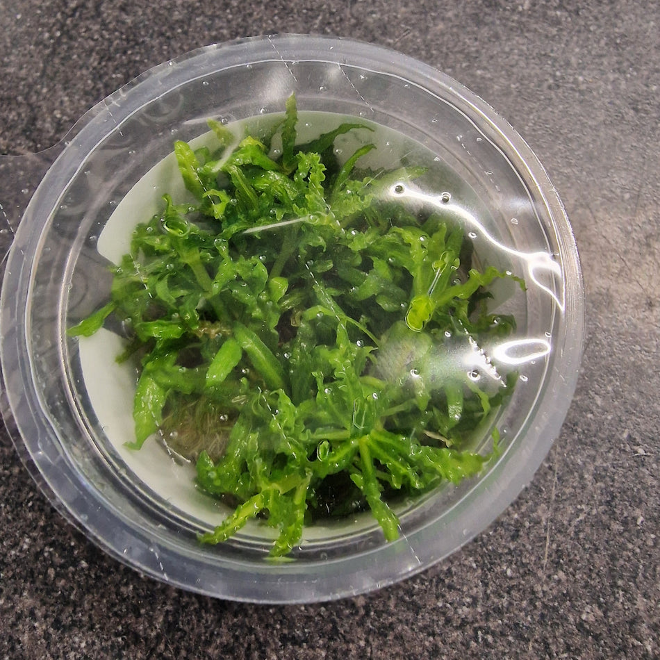 Tropica Pogostemon Helferi 1-2-Grow