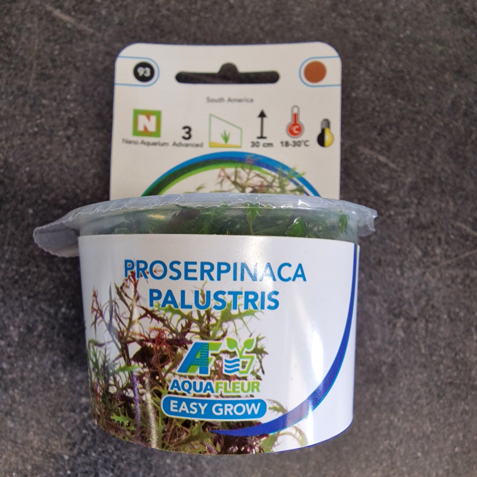 Proserpinaca Palustris Invitro