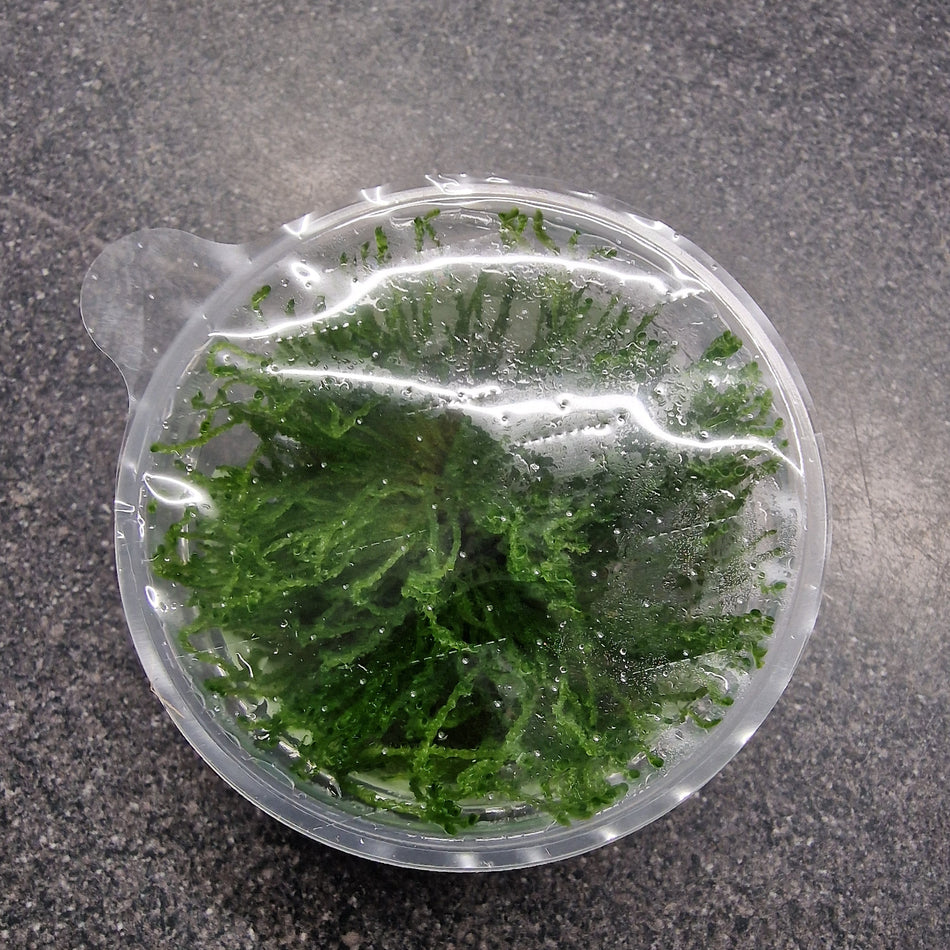Tropica Taxiphyllum 'Flame Moss' 1-2 Grow