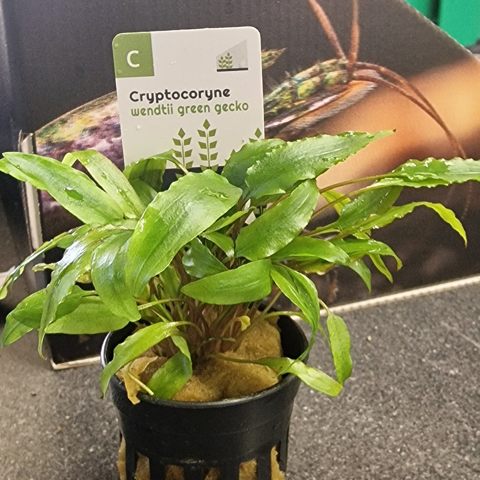 Cryptocoryne Wendtii Green Gecko Potted