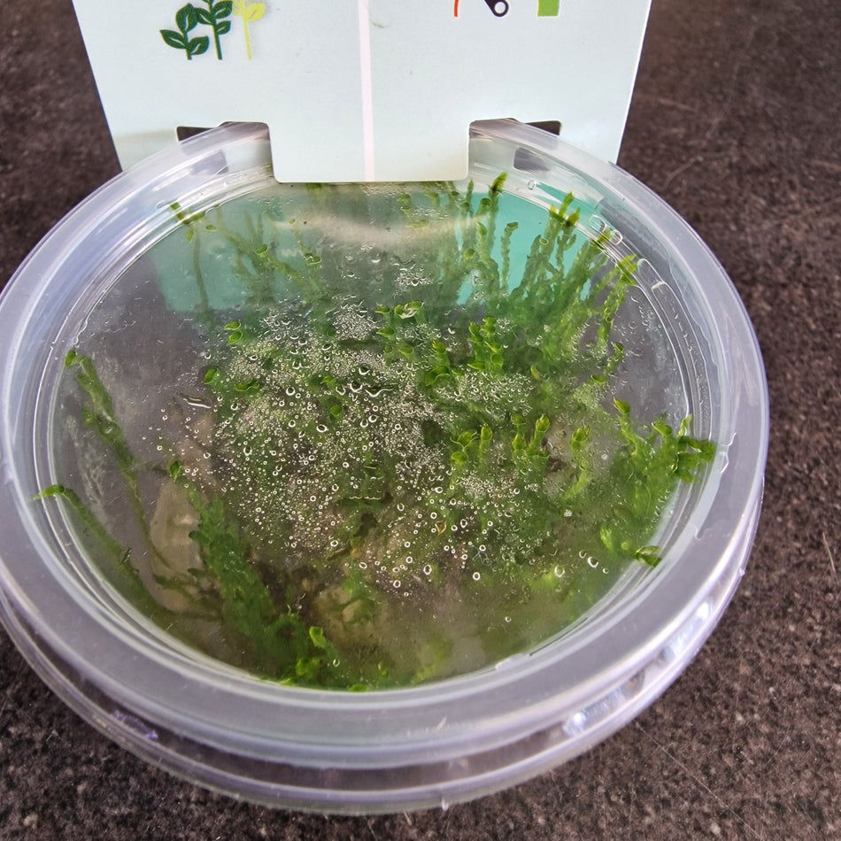 Taxiphyllum Sp. 'Creeping Moss' Invitro