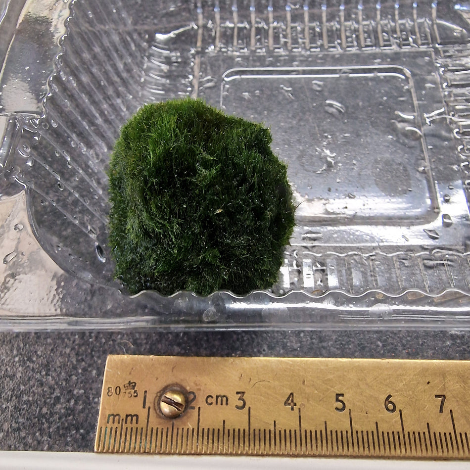 Mossball Small Single