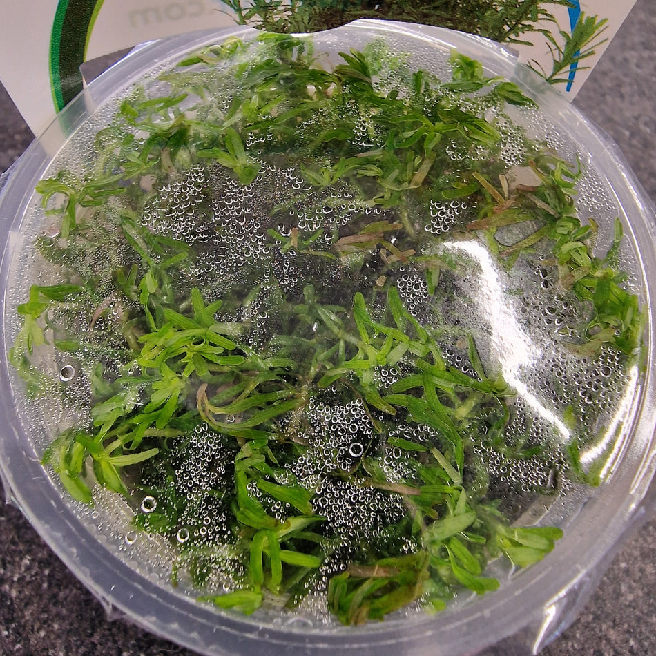 Rotala Wallichii Invitro