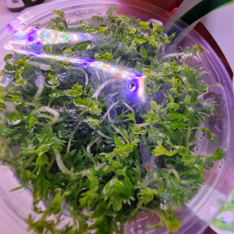 Hottonia Palustris Invitro