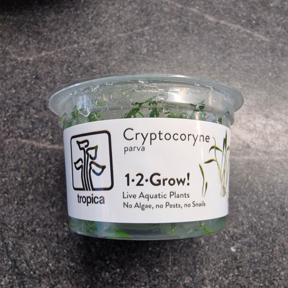 Tropica Cryptocoryne Parva 1-2-Grow