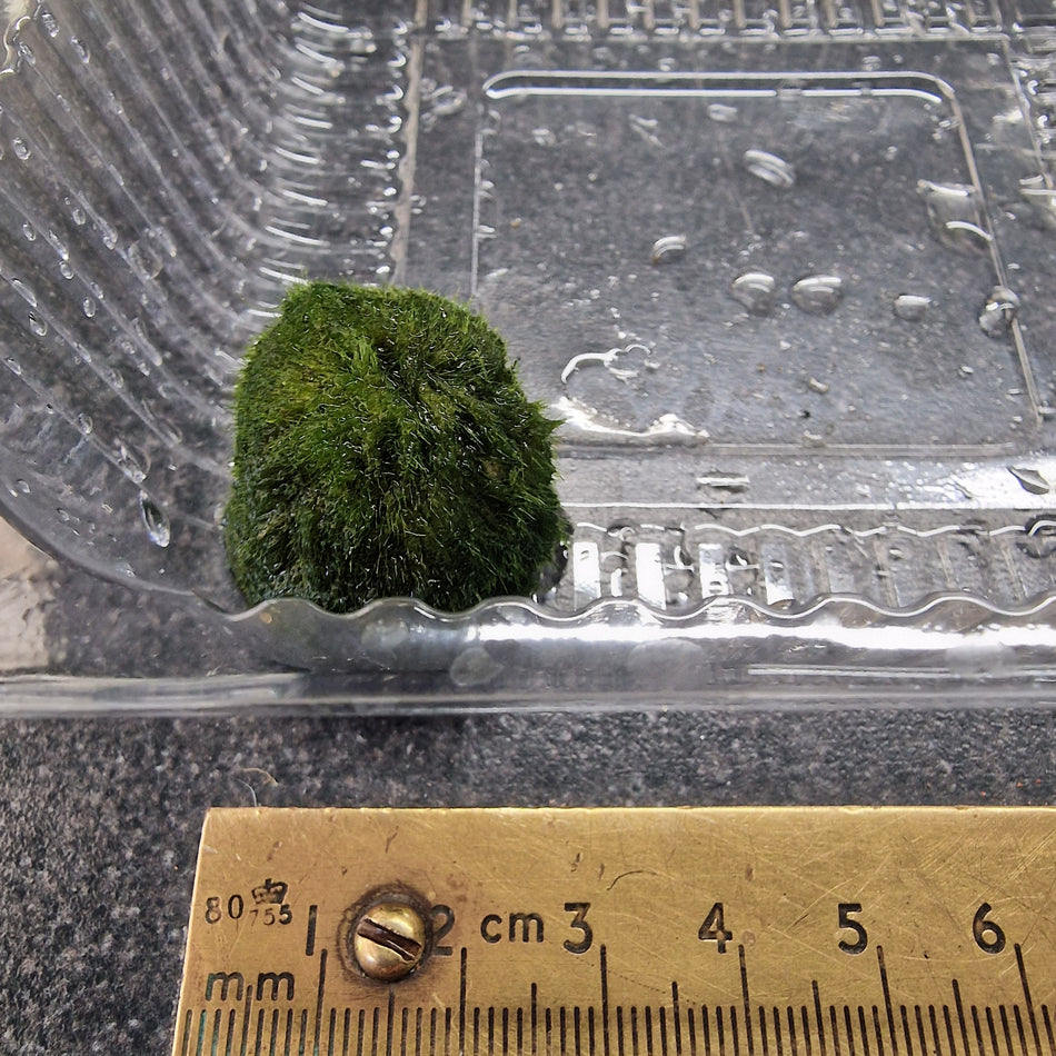 Mossball Mini Single