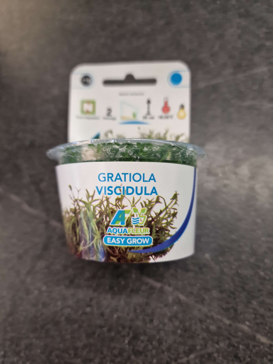 Gratiola Viscidula Invitro