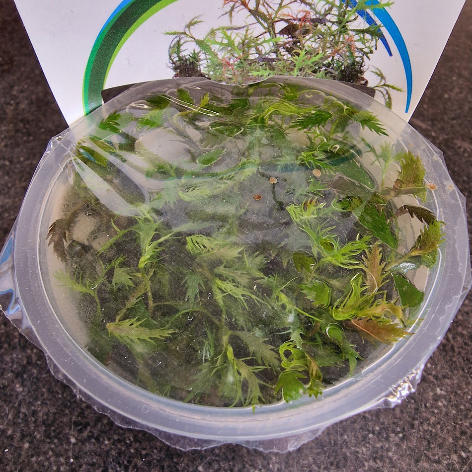 Proserpinaca Palustris Invitro