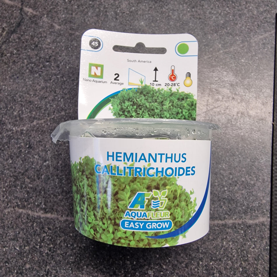 Hemianthus Callitrichoides Invitro