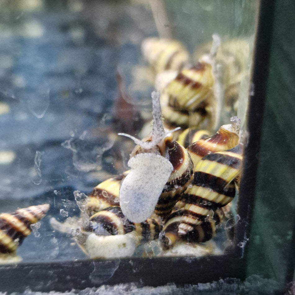 Assassin Snail X3
