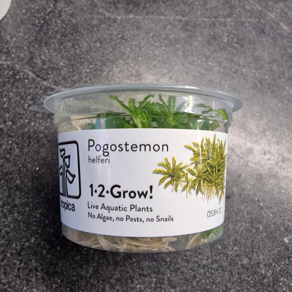 Tropica Pogostemon Helferi 1-2-Grow