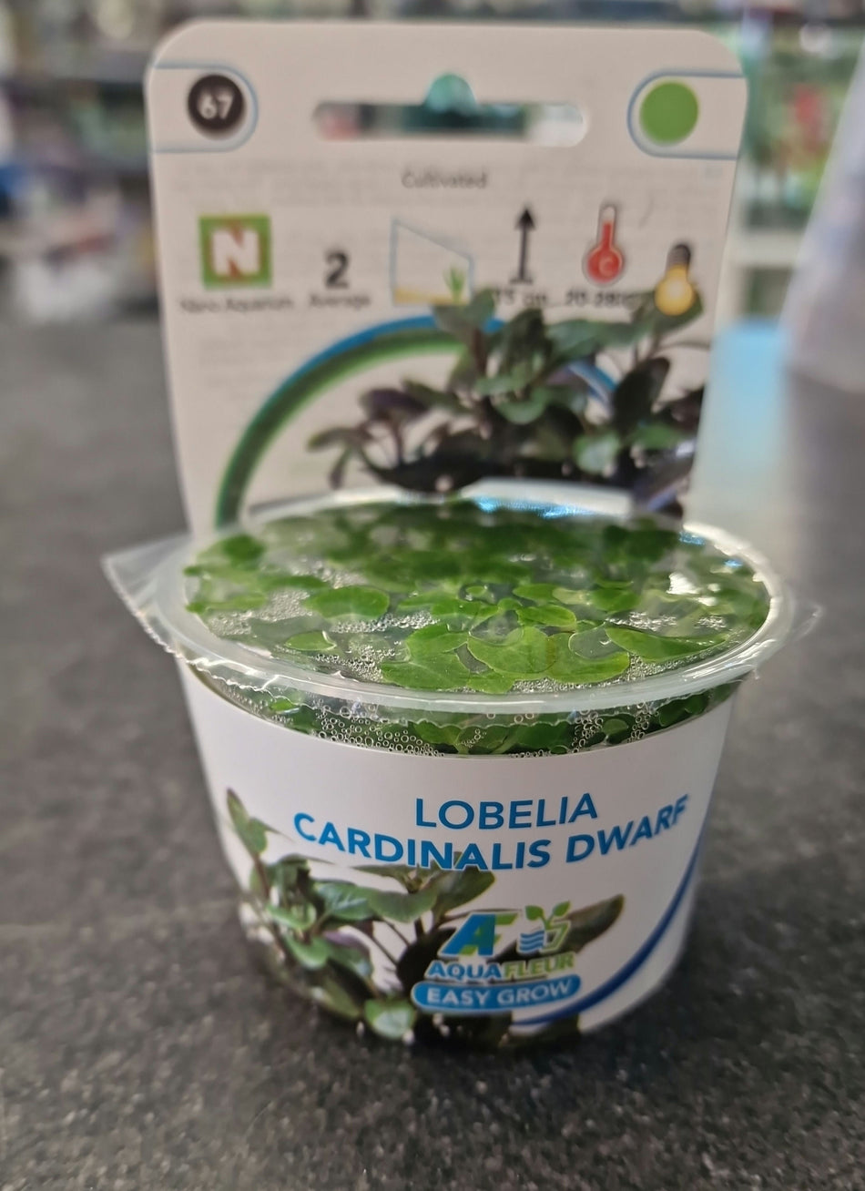 Lobelia Cardinalis Dwarf Invitro