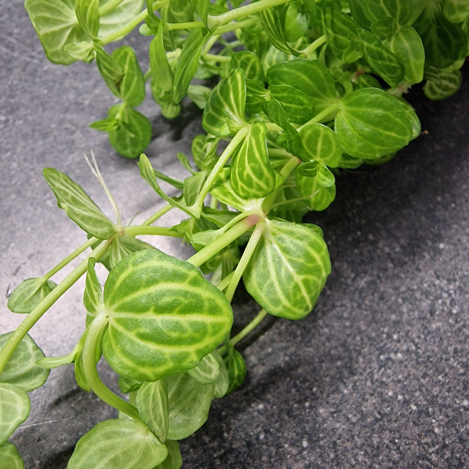 Tropica Lindernia Rotundifolia