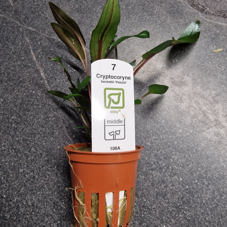 Tropica Cryptocoryne Beckettii 'Petchii'