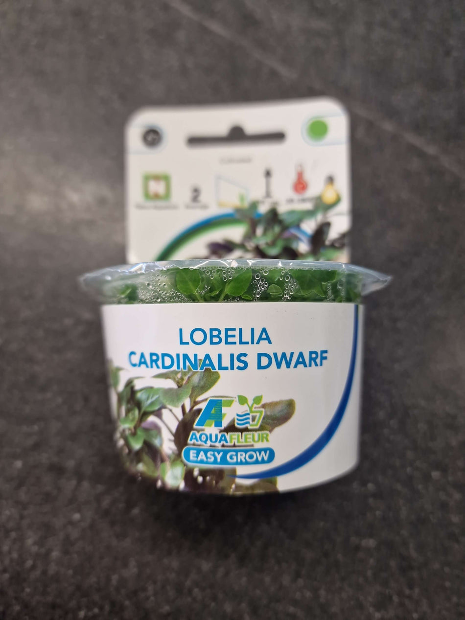 Lobelia Cardinalis Dwarf Invitro