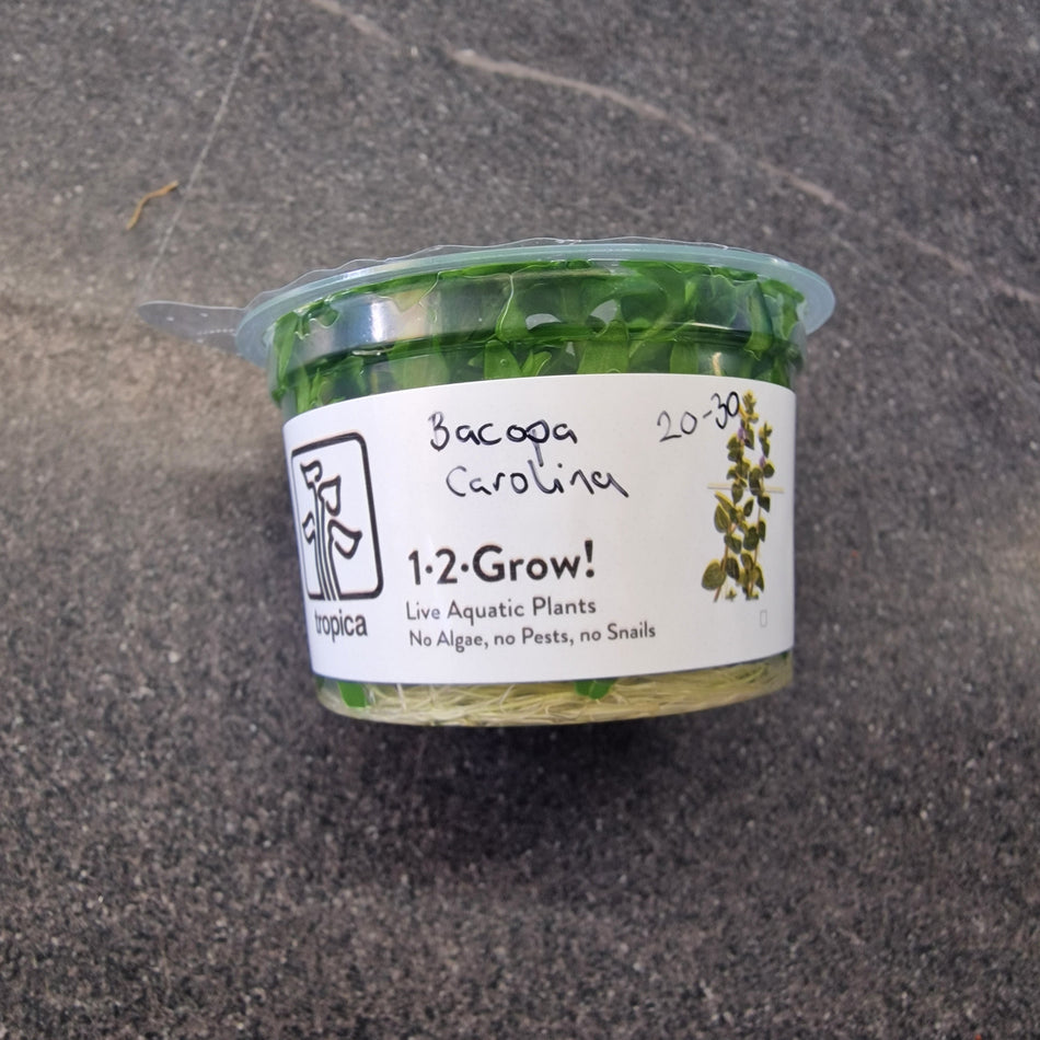 Bacopa Carolina 1-2-Grow