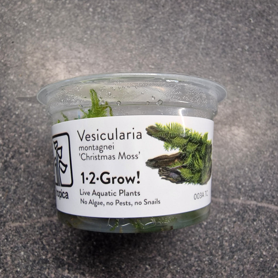 Tropica Vesicularia 'Christmas Moss' 1-2 Grow