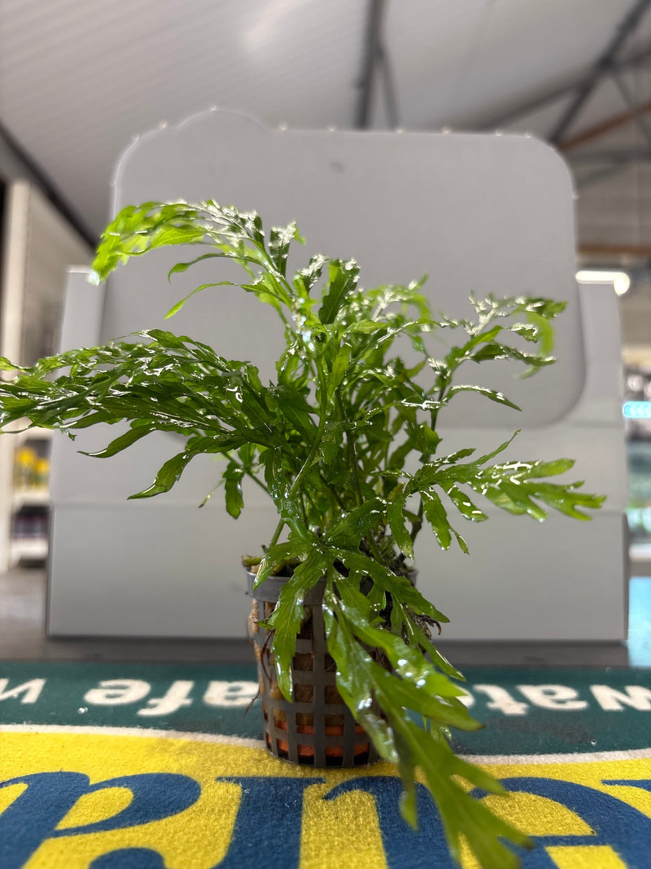 Bolbitis Heudelotii Potted Plant