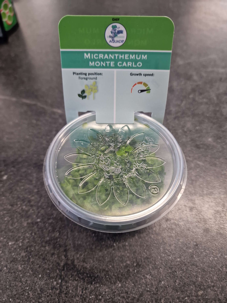 Micranthemum Monte Carlo Invitro