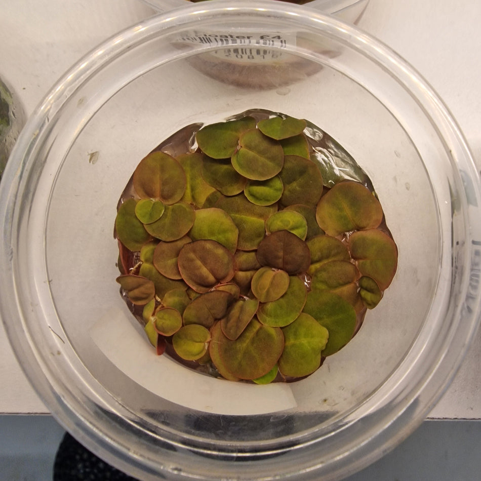 Phyllantus Fluitans Red Root Floater Portion