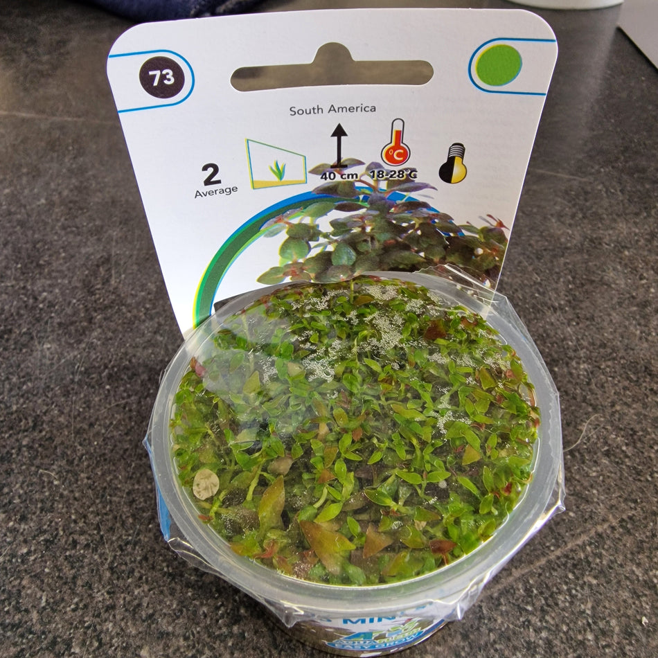 Ludwigia Palustris Mini Super Red Invitro