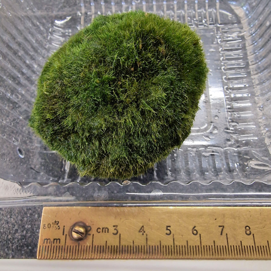 Mossball Medium