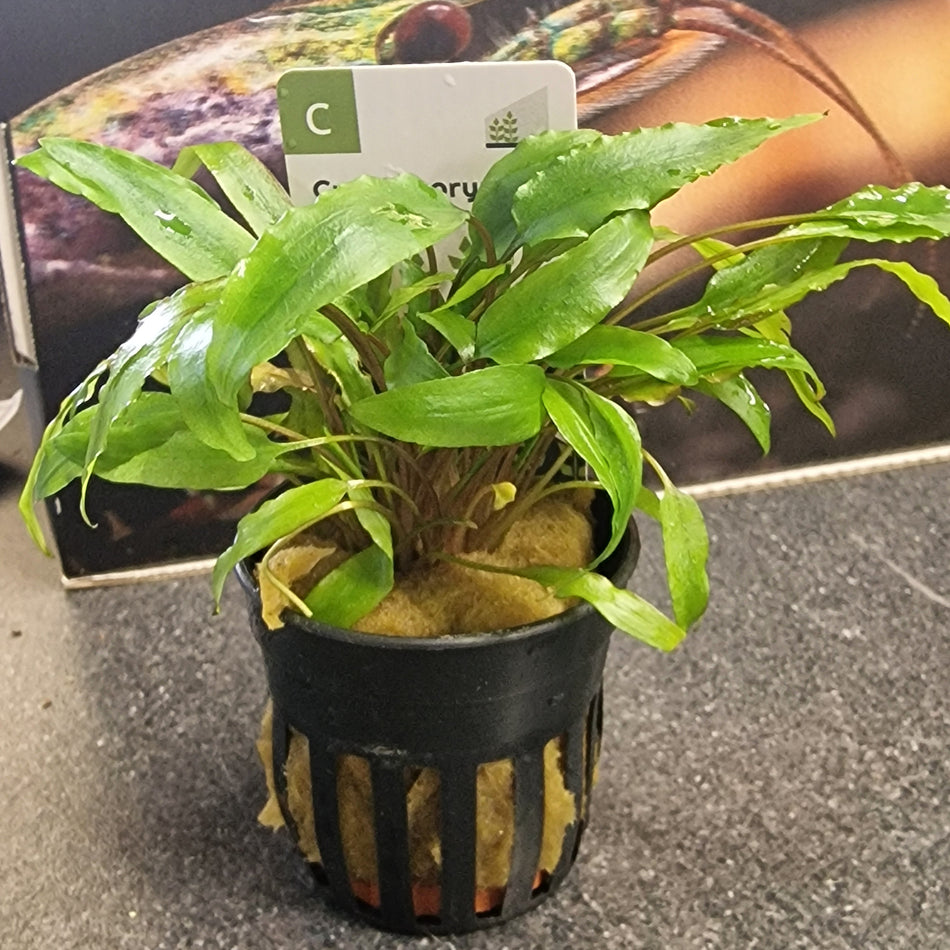 Cryptocoryne Wendtii Green Gecko Potted