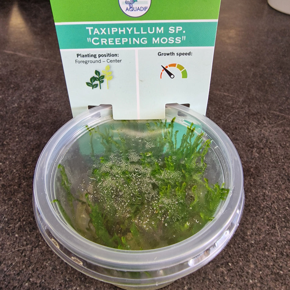 Taxiphyllum Sp. 'Creeping Moss' Invitro
