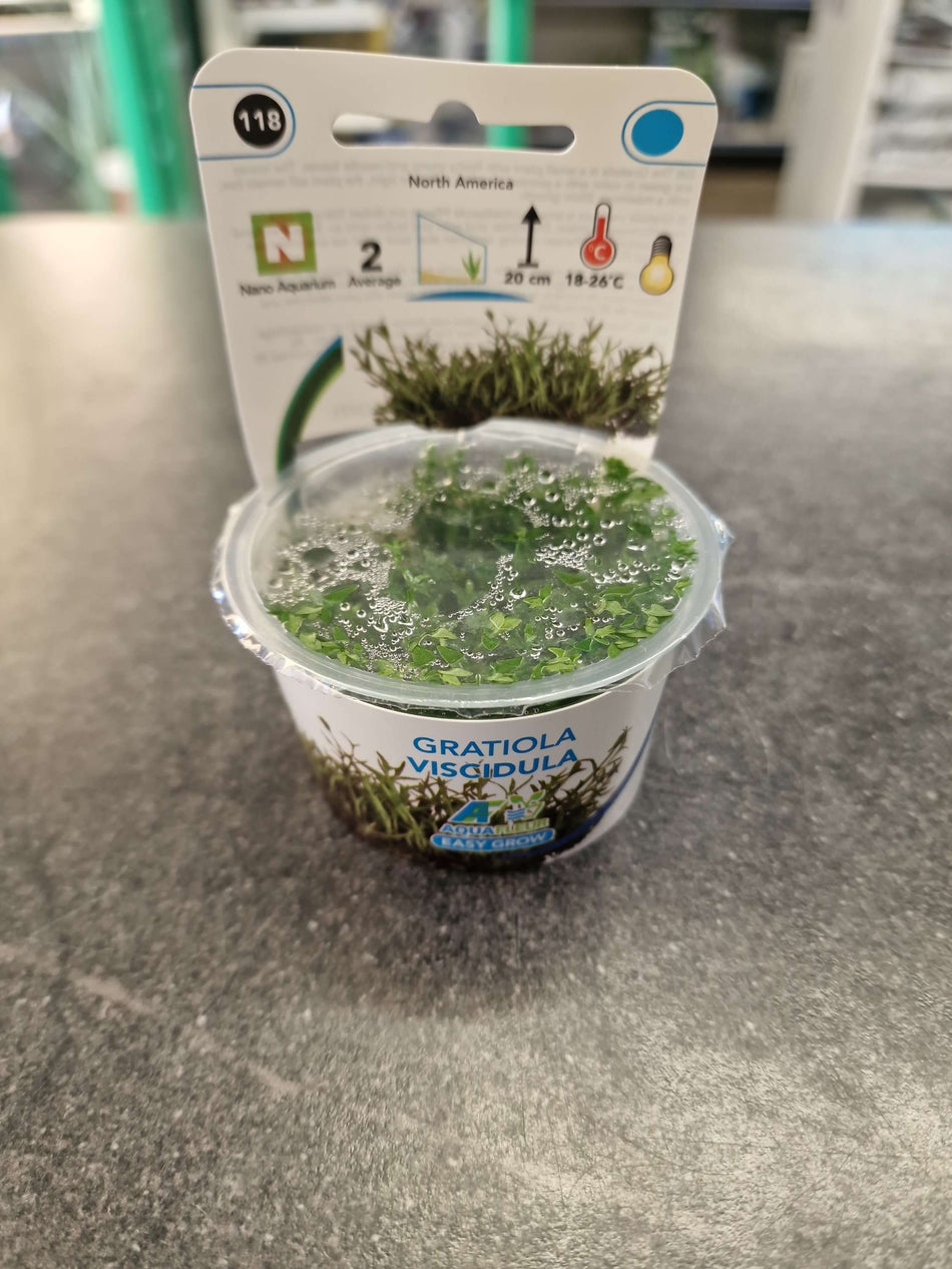 Gratiola Viscidula Invitro