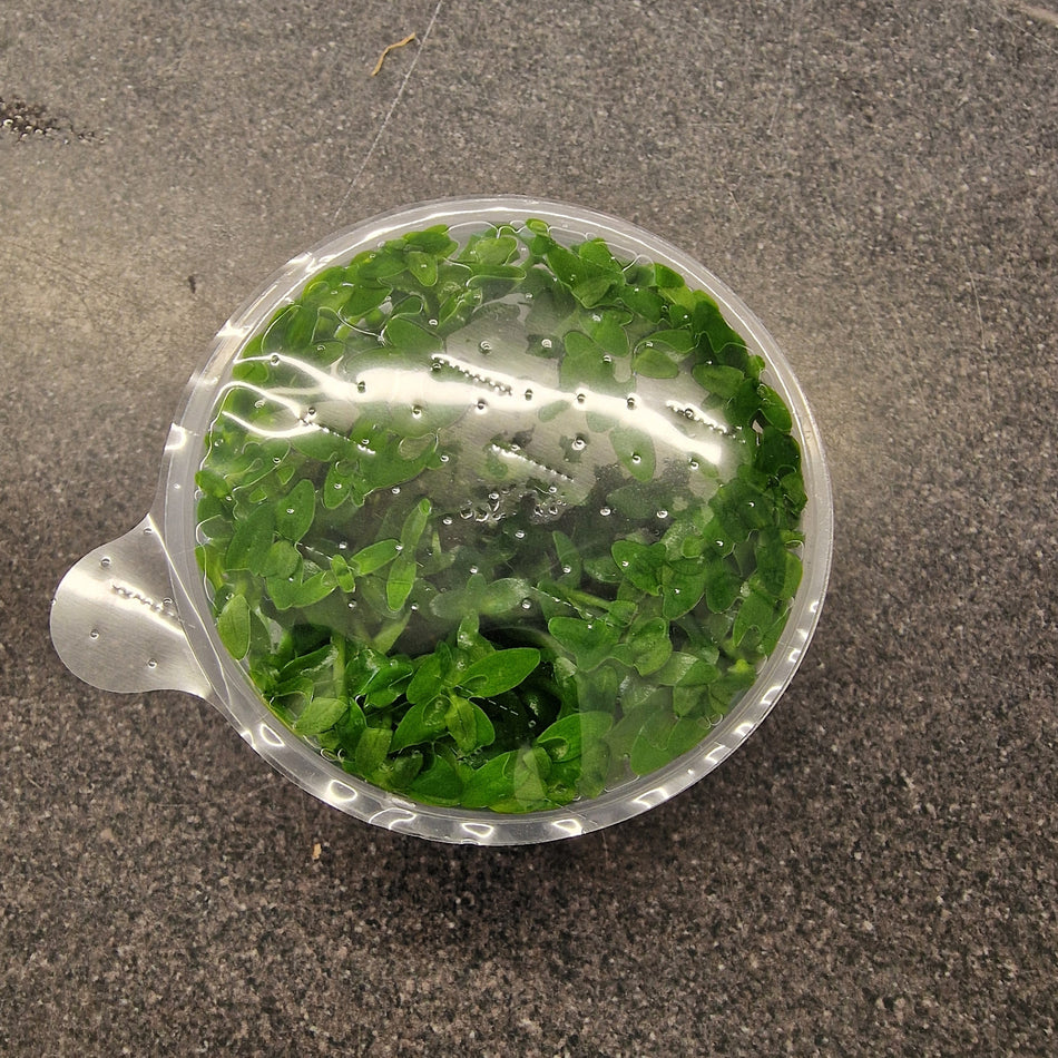 Bacopa Carolina 1-2-Grow
